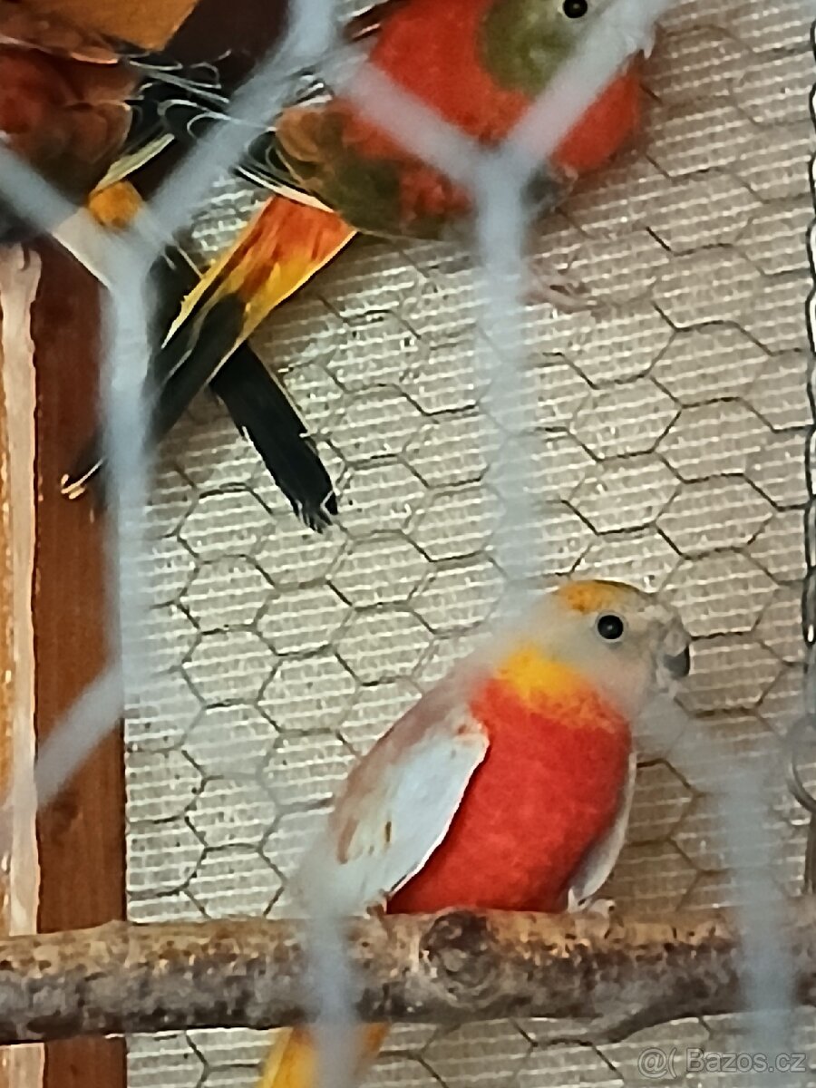 Neofema tyrkysova - 6