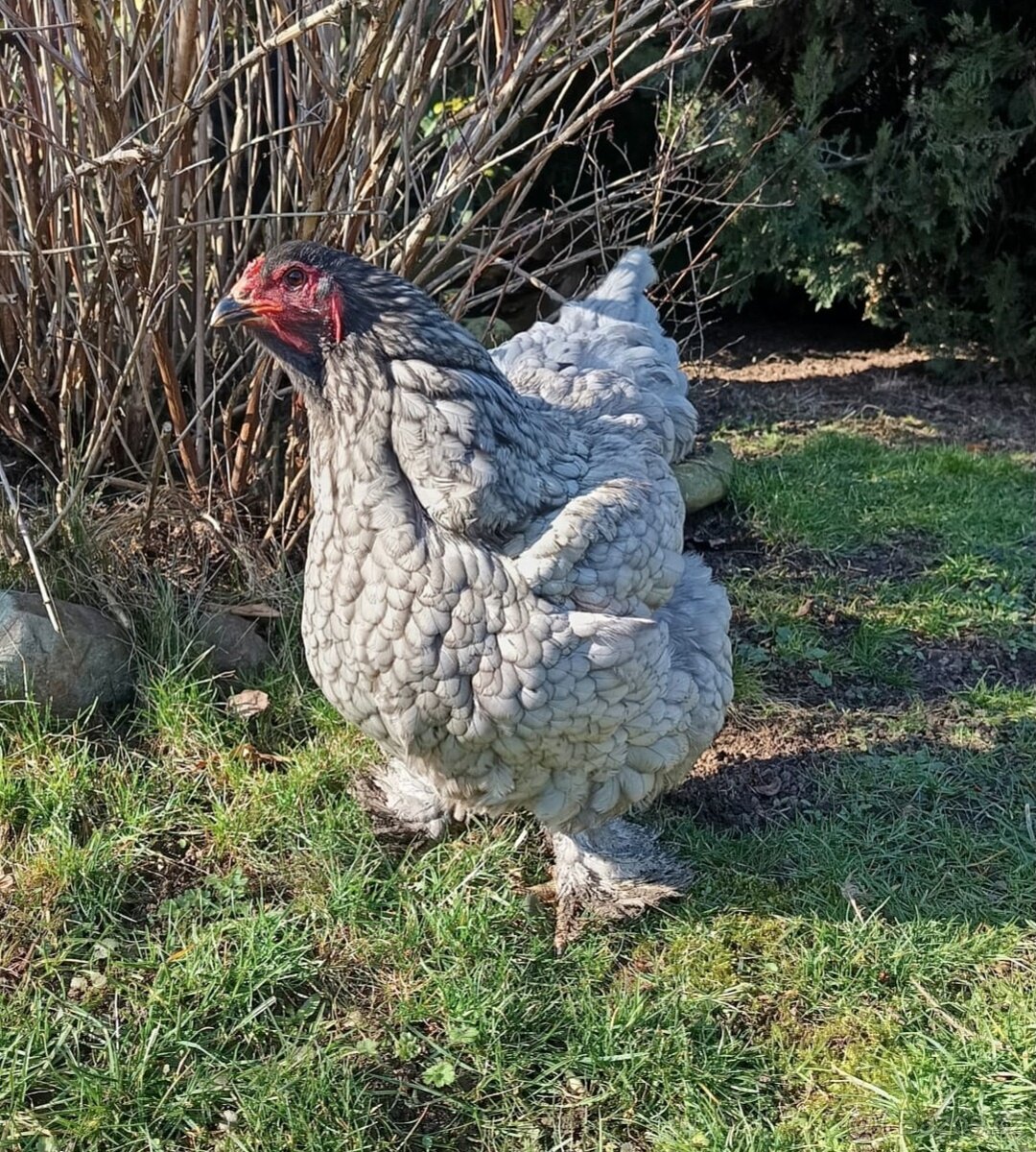 Brahmánka Velká kuřátka 🐥 - 6