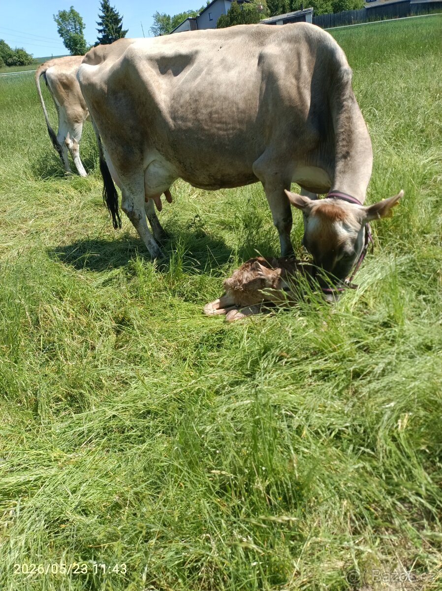 Jersey 100% 8 kusů - 6