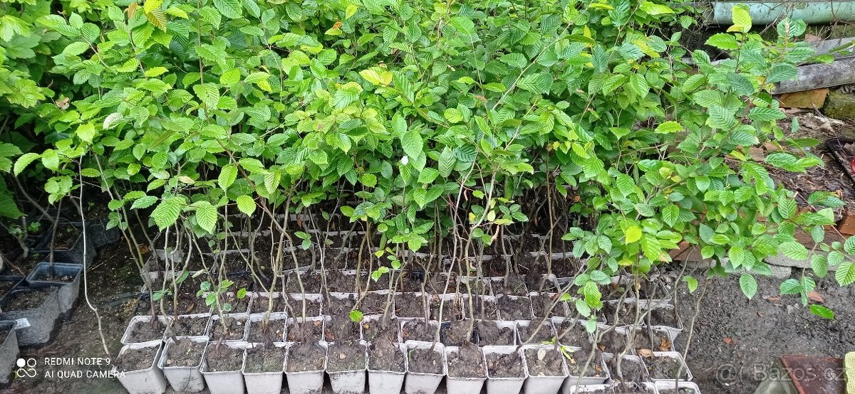 Habr na živé ploty. - 6