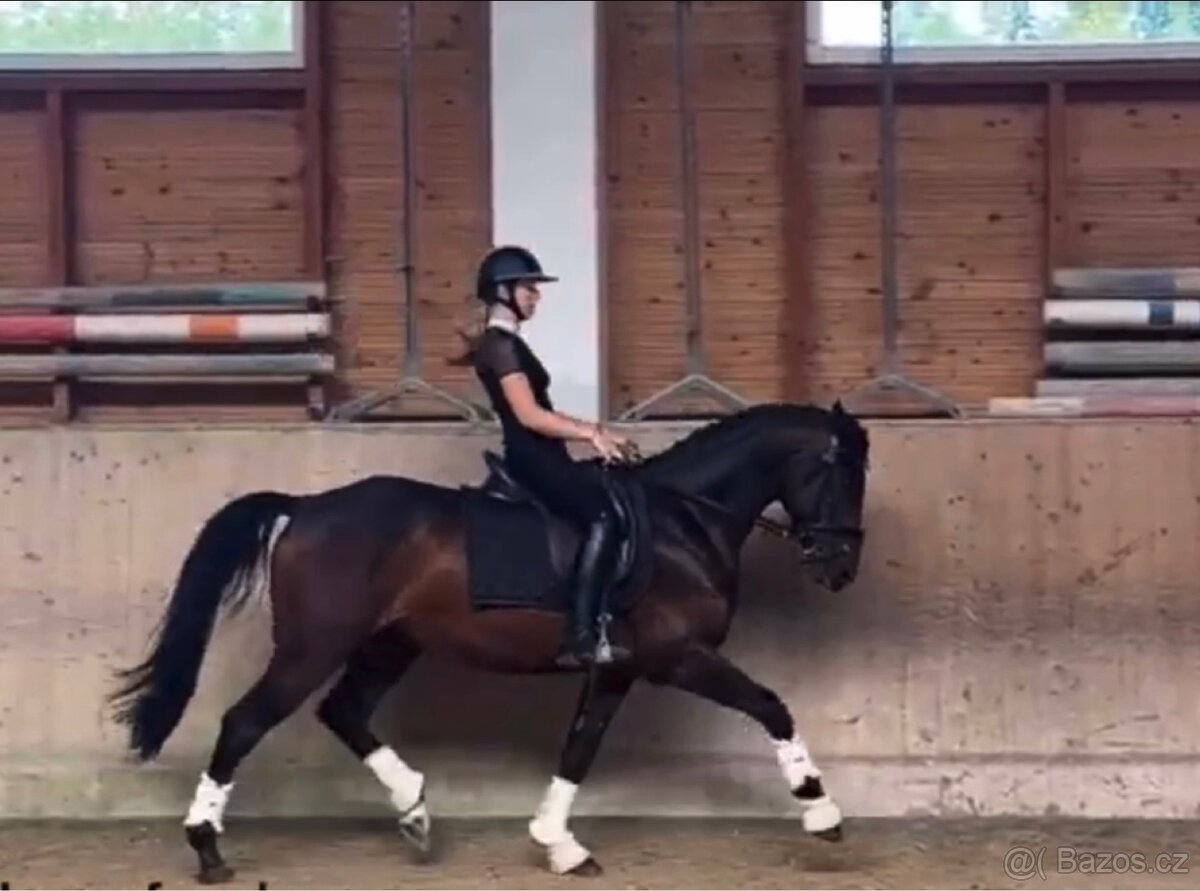 Prodej sportovního koně - 6