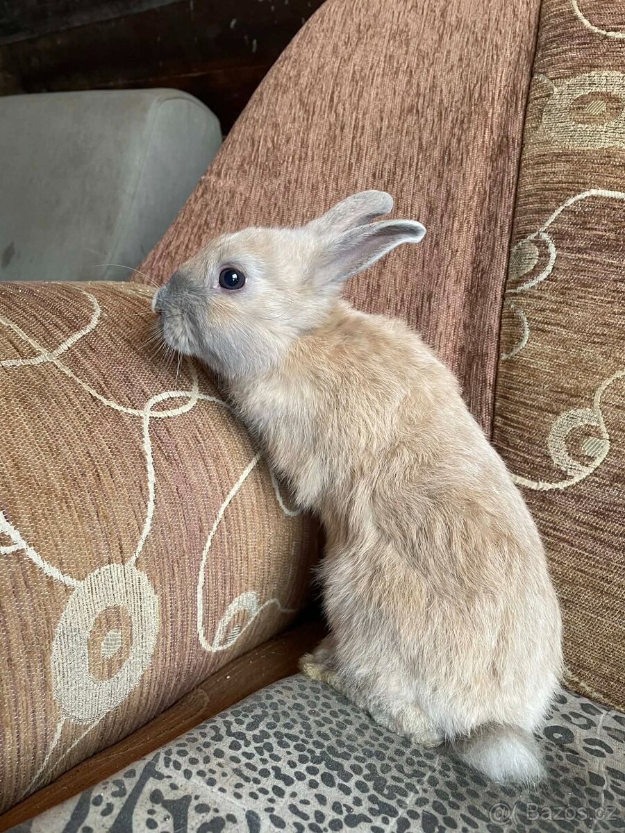 Zakrslý králík - 6