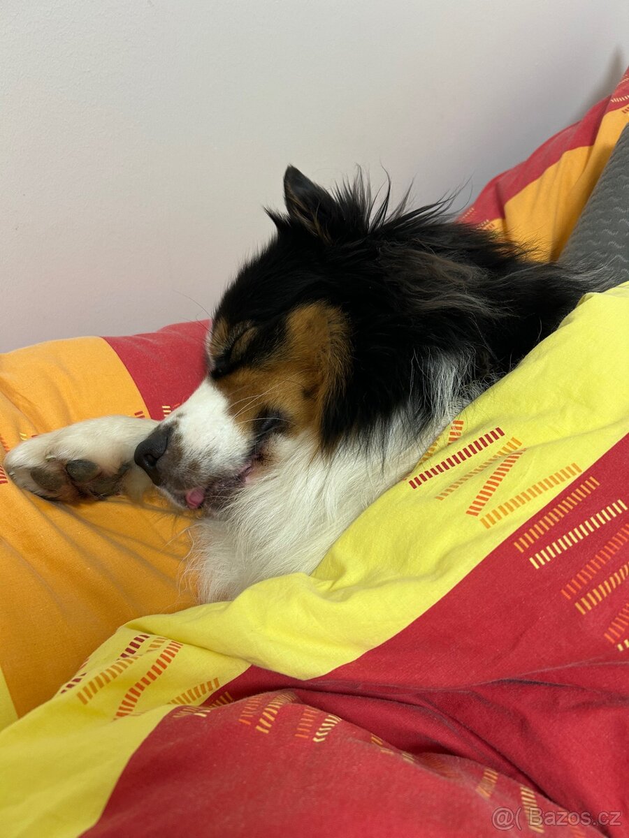 Australsky ovcak - KRYTI - 6