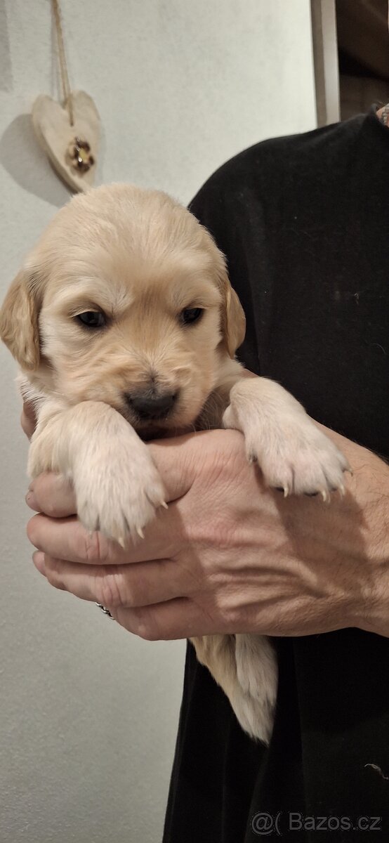 Zlatý retrívr bez PP - 6