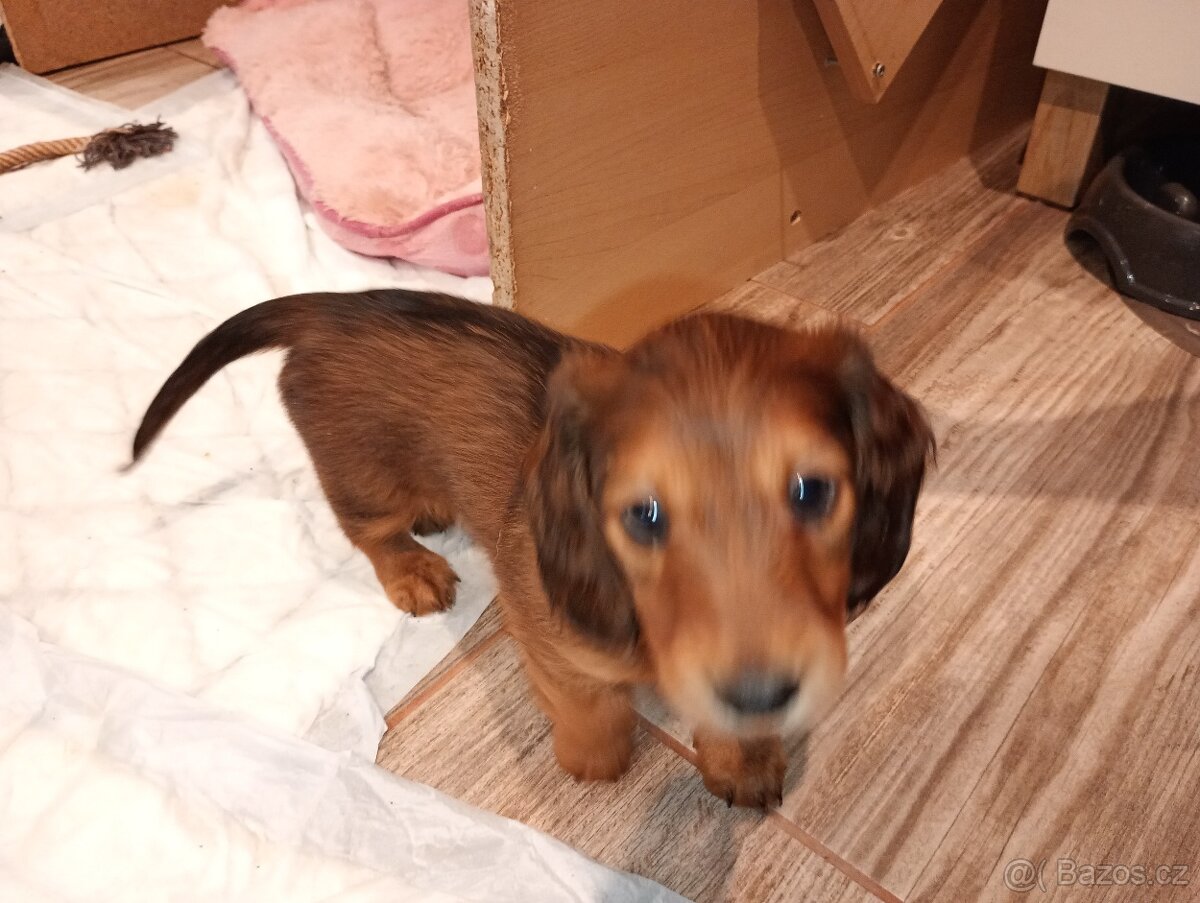 Jezevčík trpasličí dlouhosrstý - 6