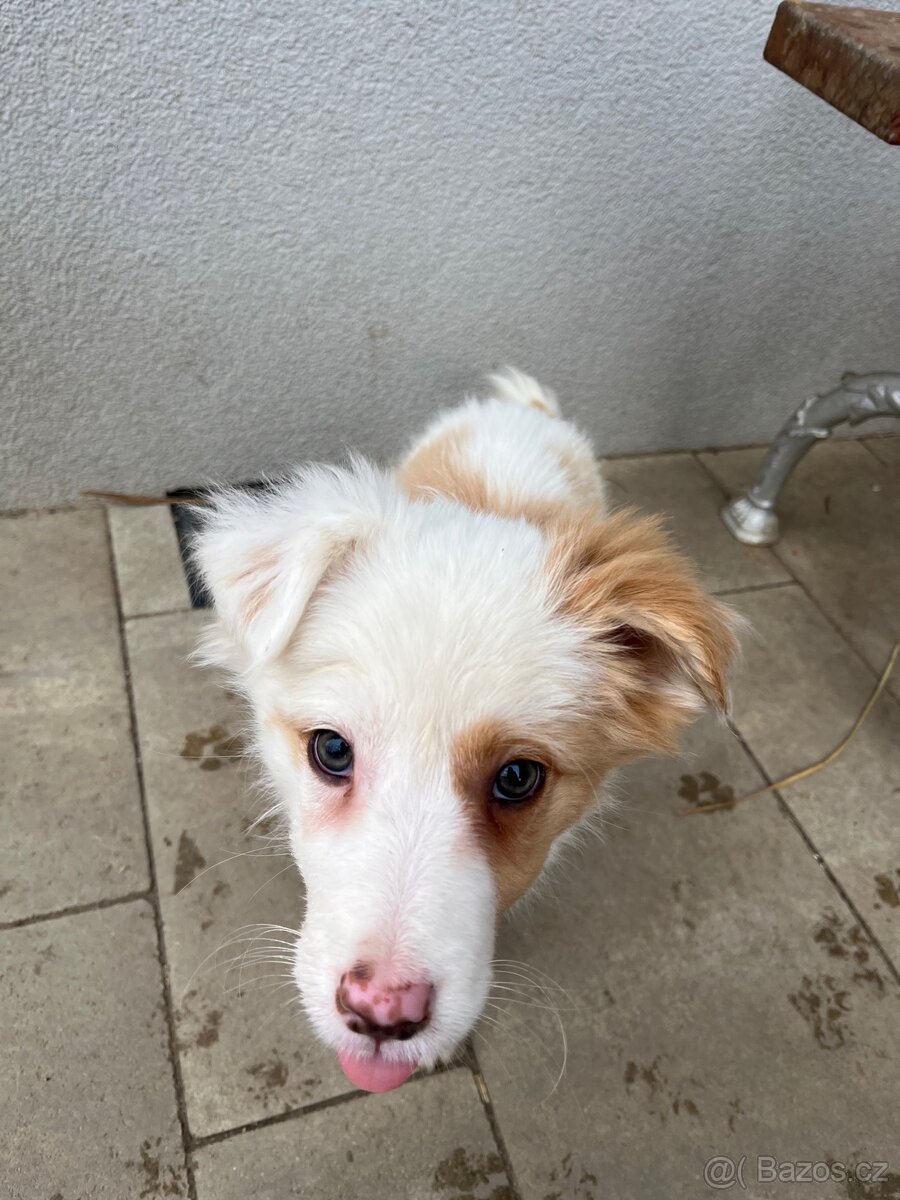 Border kólia šteniatka - 6