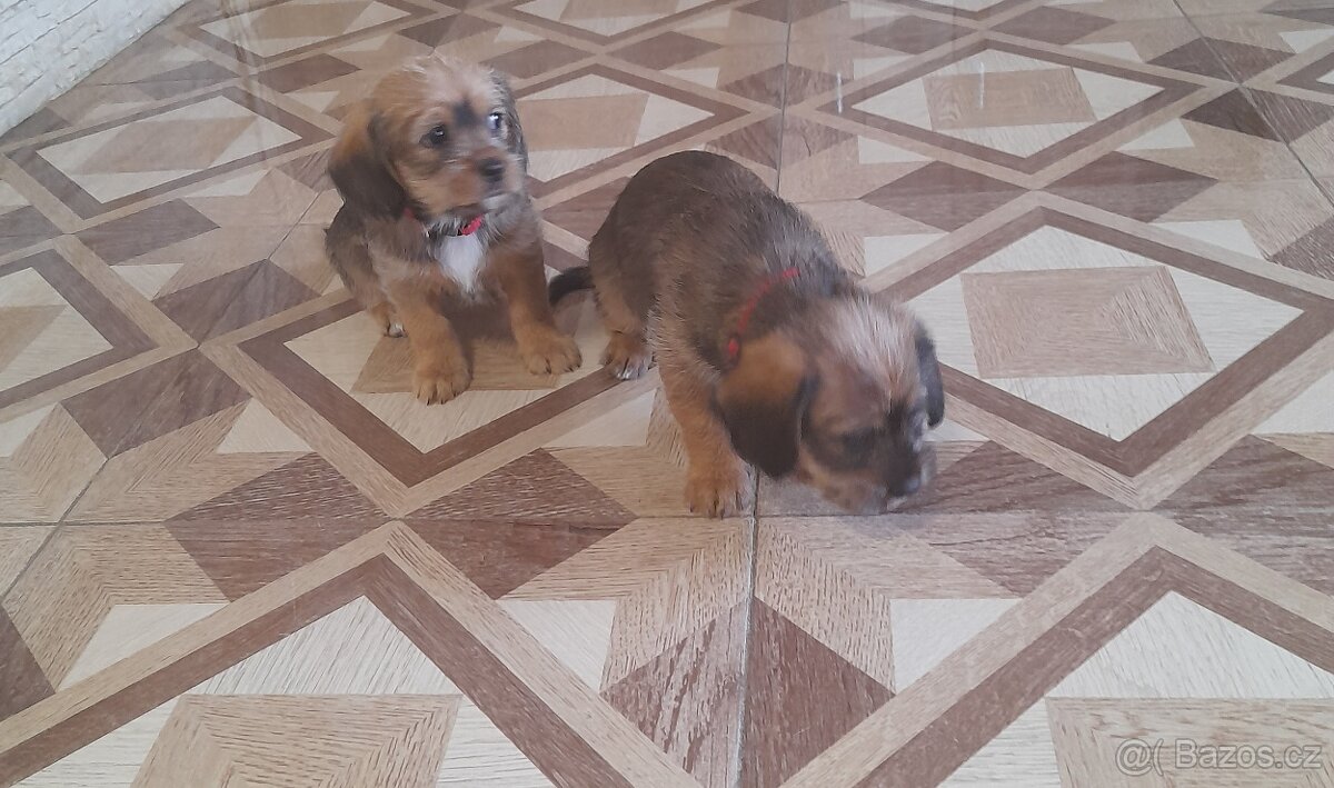Štěňátka - 6