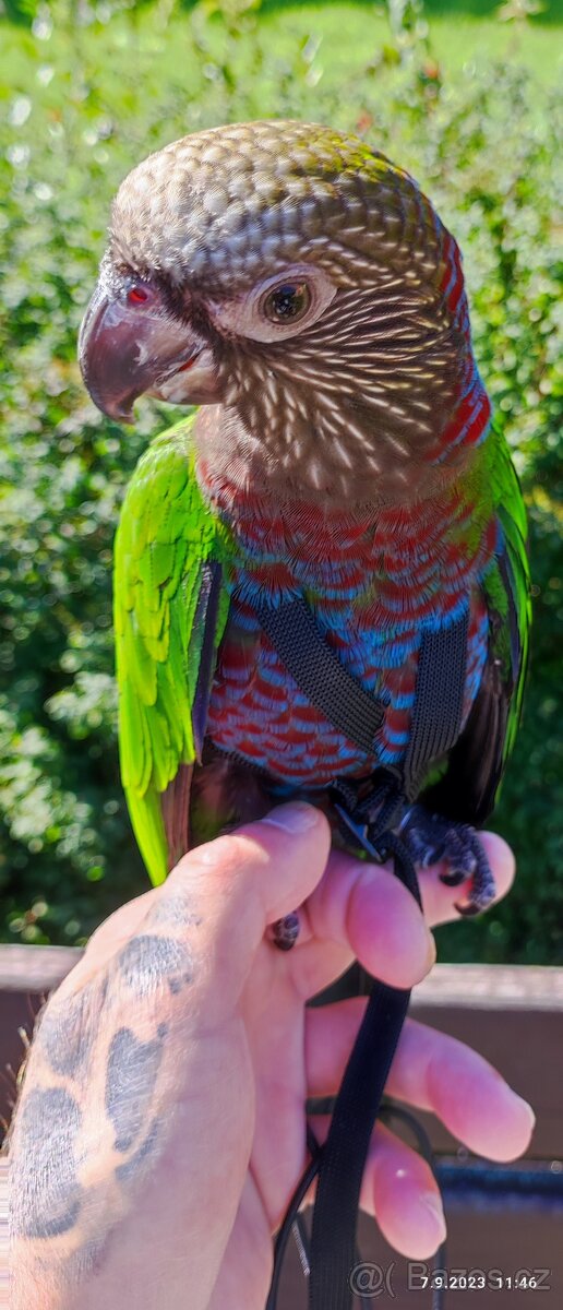 Amazoňan vějířový - 6