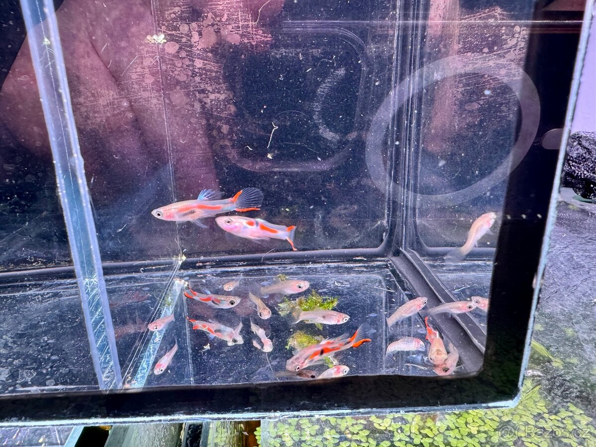 Akvarijní rybky - 6