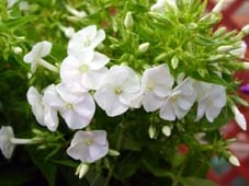 TRVALKY, SKALNIČKY, BYLINKY - 6