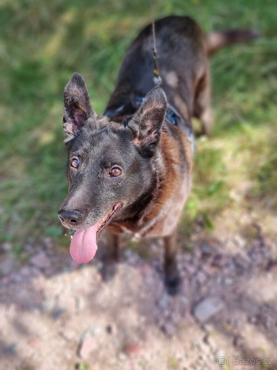 CONNIE K ADOPCI - nejvěrnější parťačka, mazel na N-tou - 6