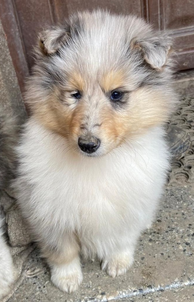 Kolie dlouhosrstá - 6