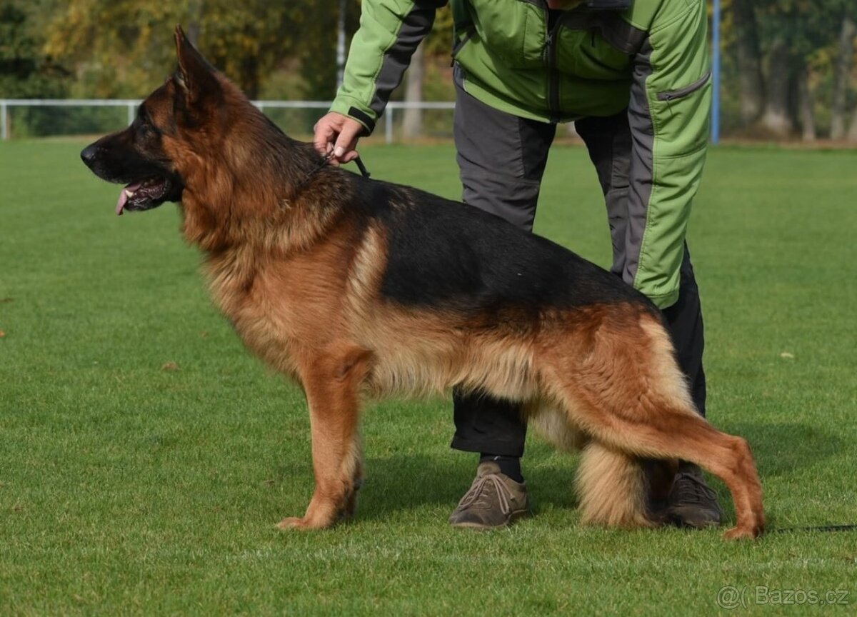 Německý ovčák - štěňátka s PP - 6