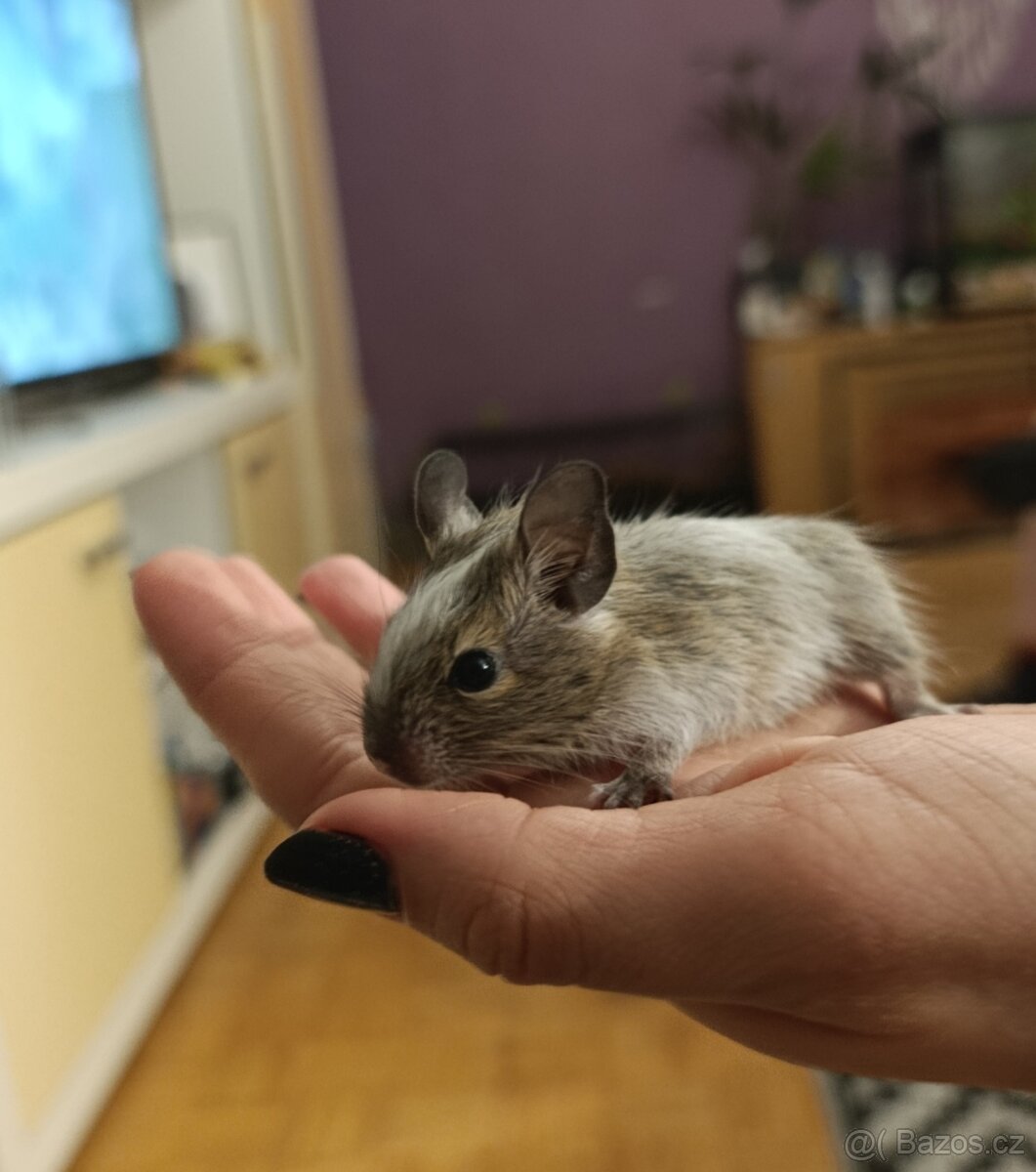 Osmák Degu - 6