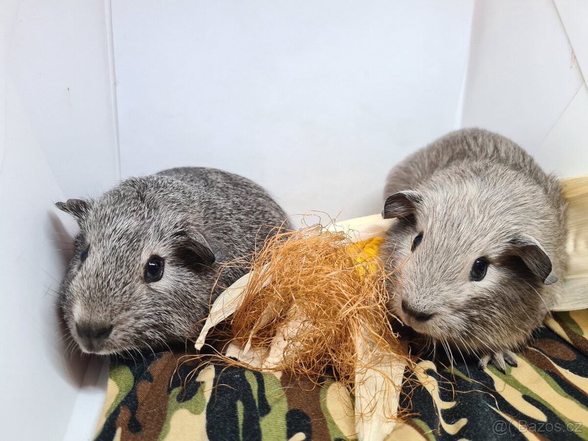 Morčata kluci po odstavu již k odberu - 6