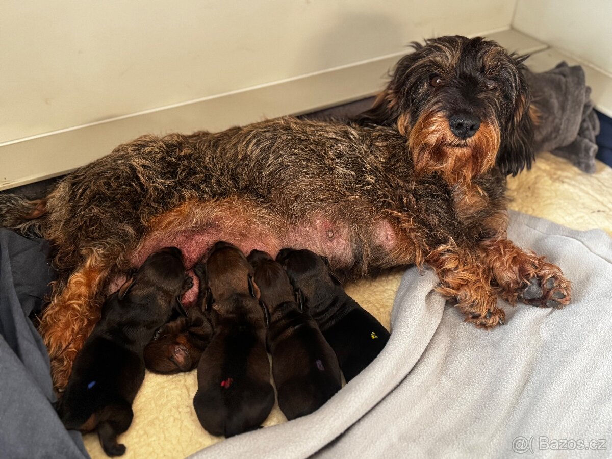 Drsnosrstý jezevčík standart s PP - 6