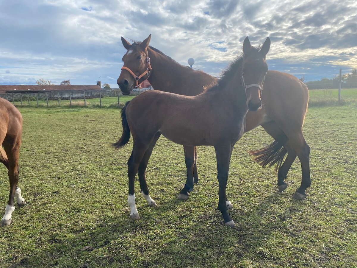 Klisna po Pezetas du Rouet - 6