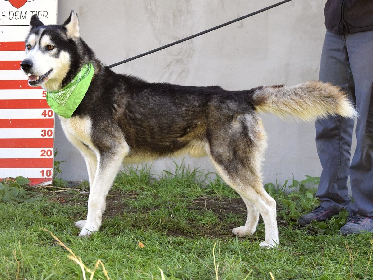 Kodiak sibirsky husky - 6