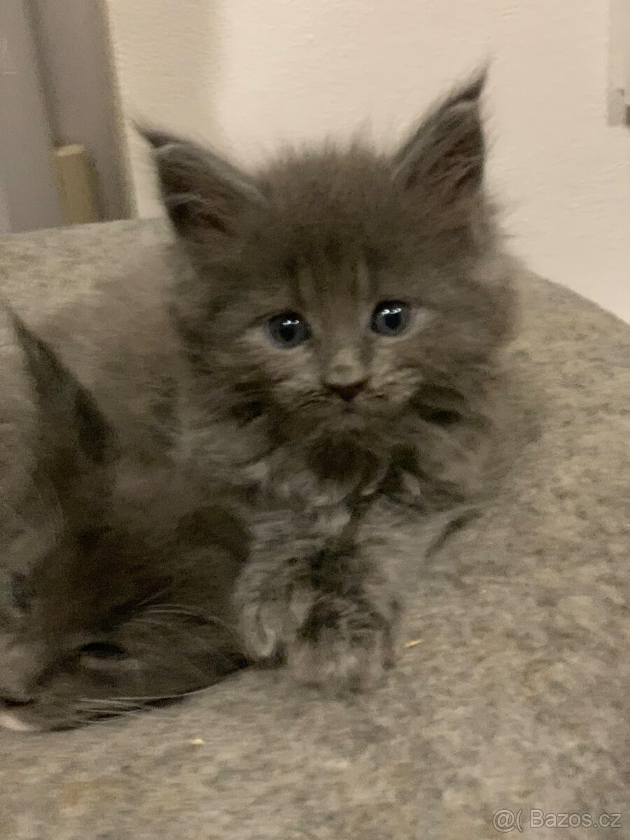 mainská mývalí koťata - 6