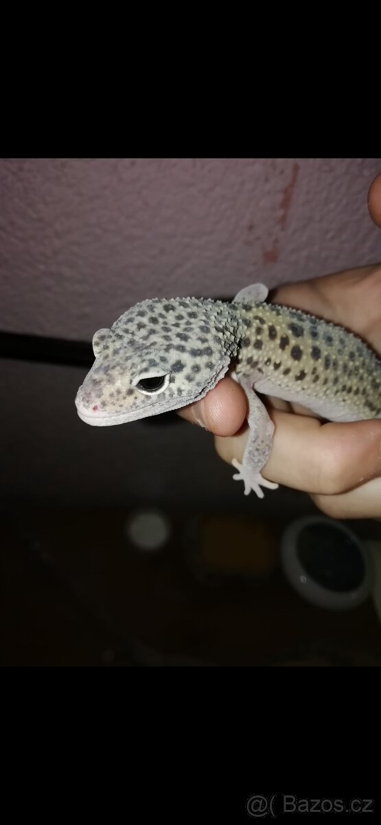 Terarium s gekoncikem - 6