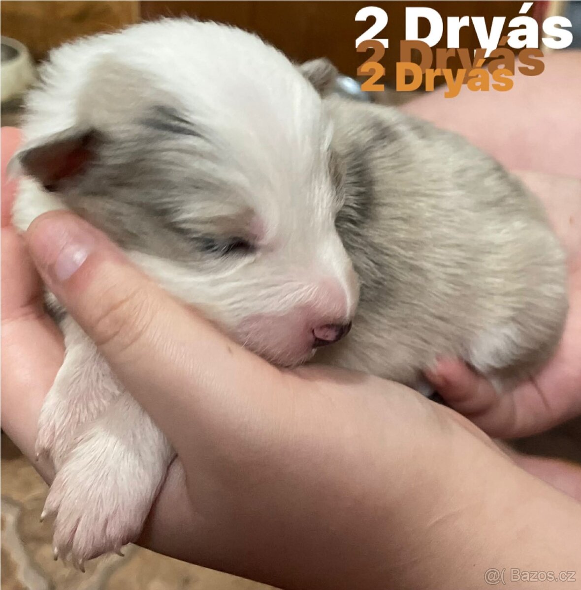 Border kolie s pp - 6