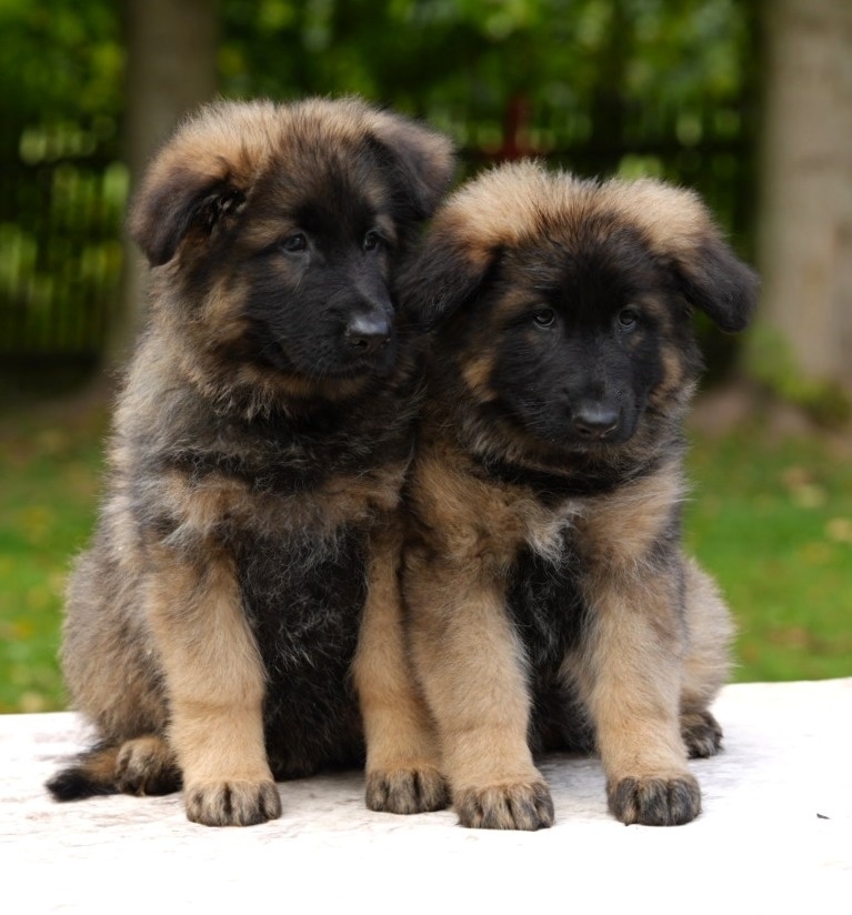 Německý ovčák - 6