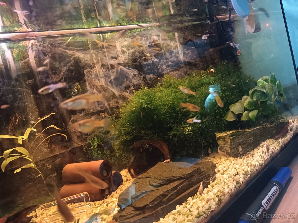 Endlerky Japan blue - 6