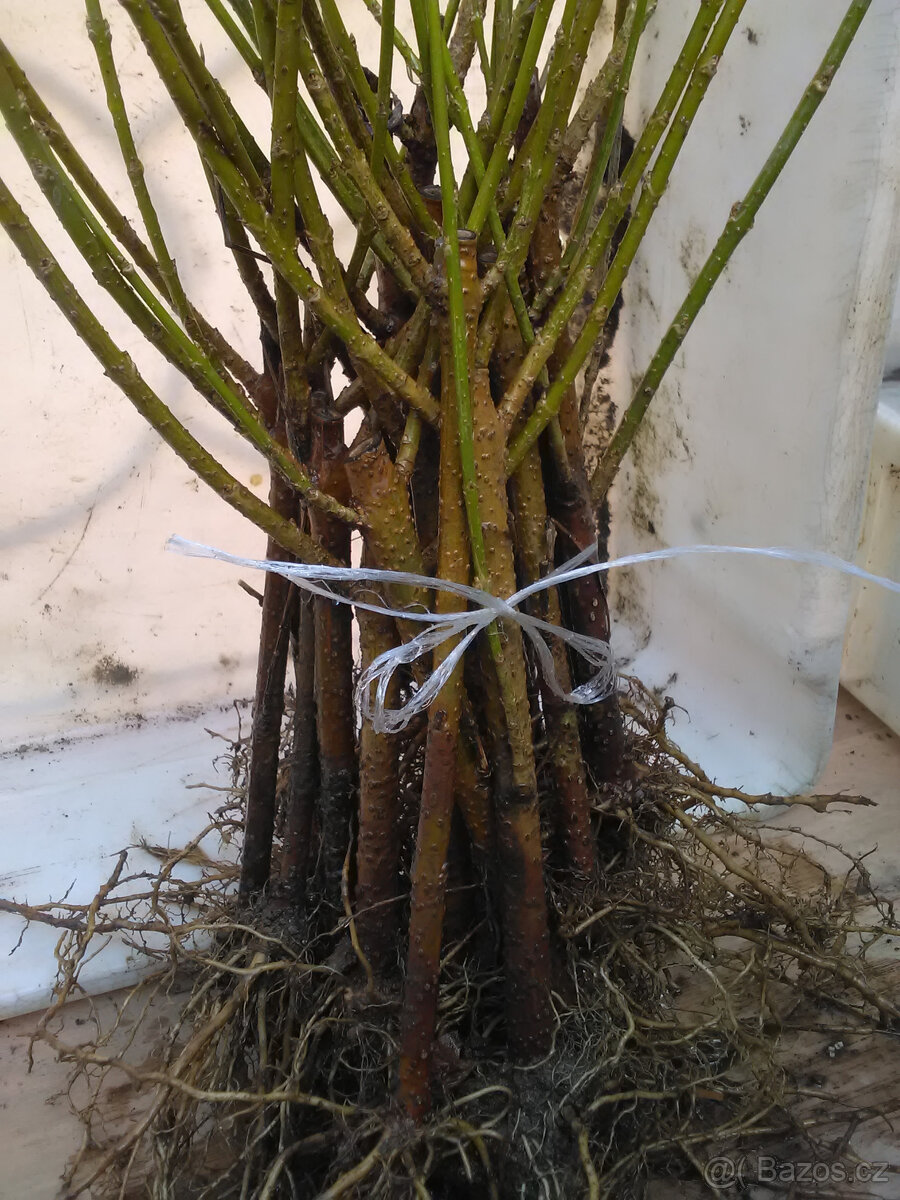 ZLATICE-Zlatý déšť: POSEL JARA - 6