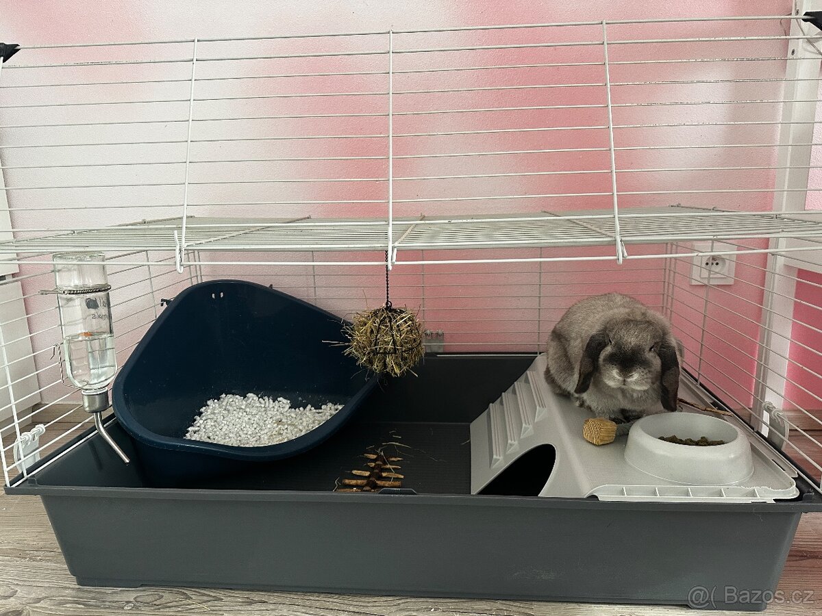 Minilop samička - 6