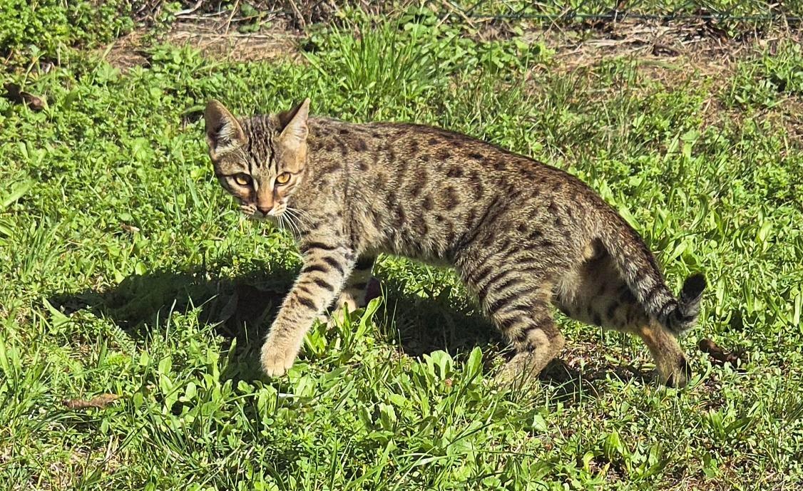 Bengálská kočka - 6