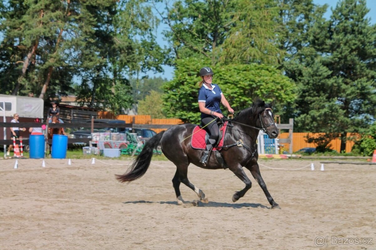 Klisna -Welsh part bred - 6