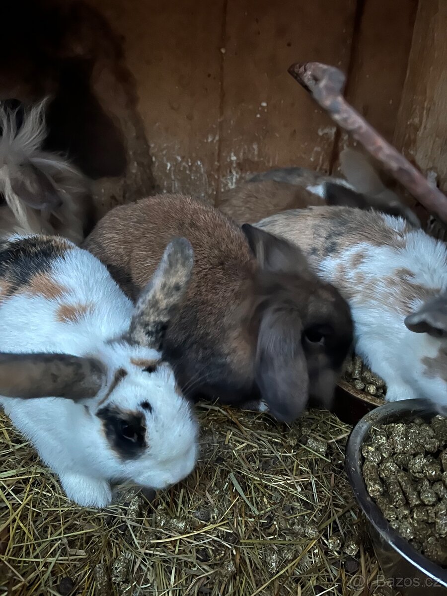 Zakrslý beránek - holčička ❤️ - 6