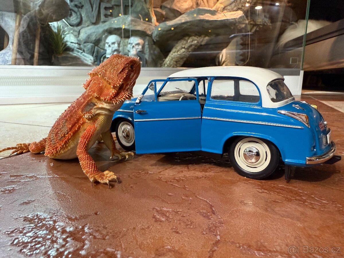 AGAMA VOUSATÁ K PRODEJI - 6