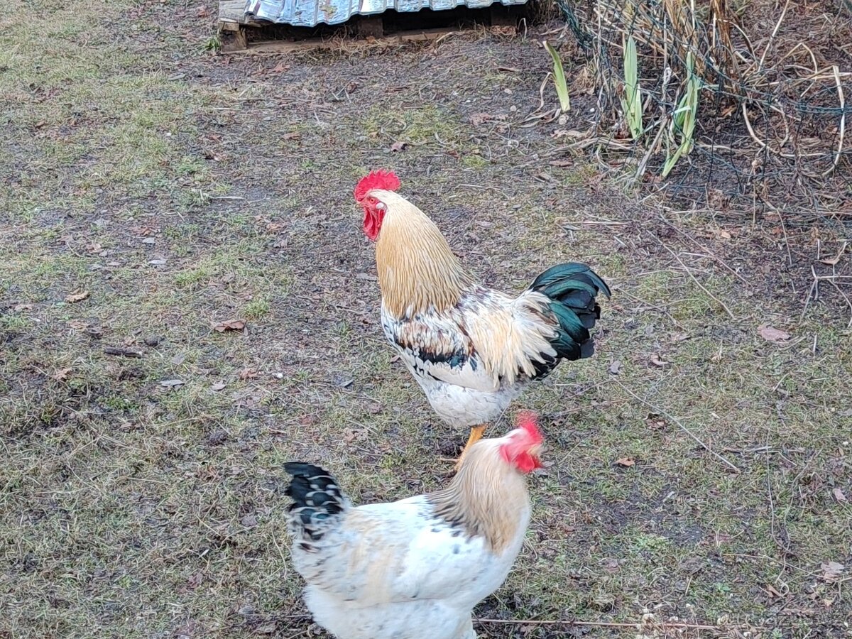 Lonští kohouti - 6