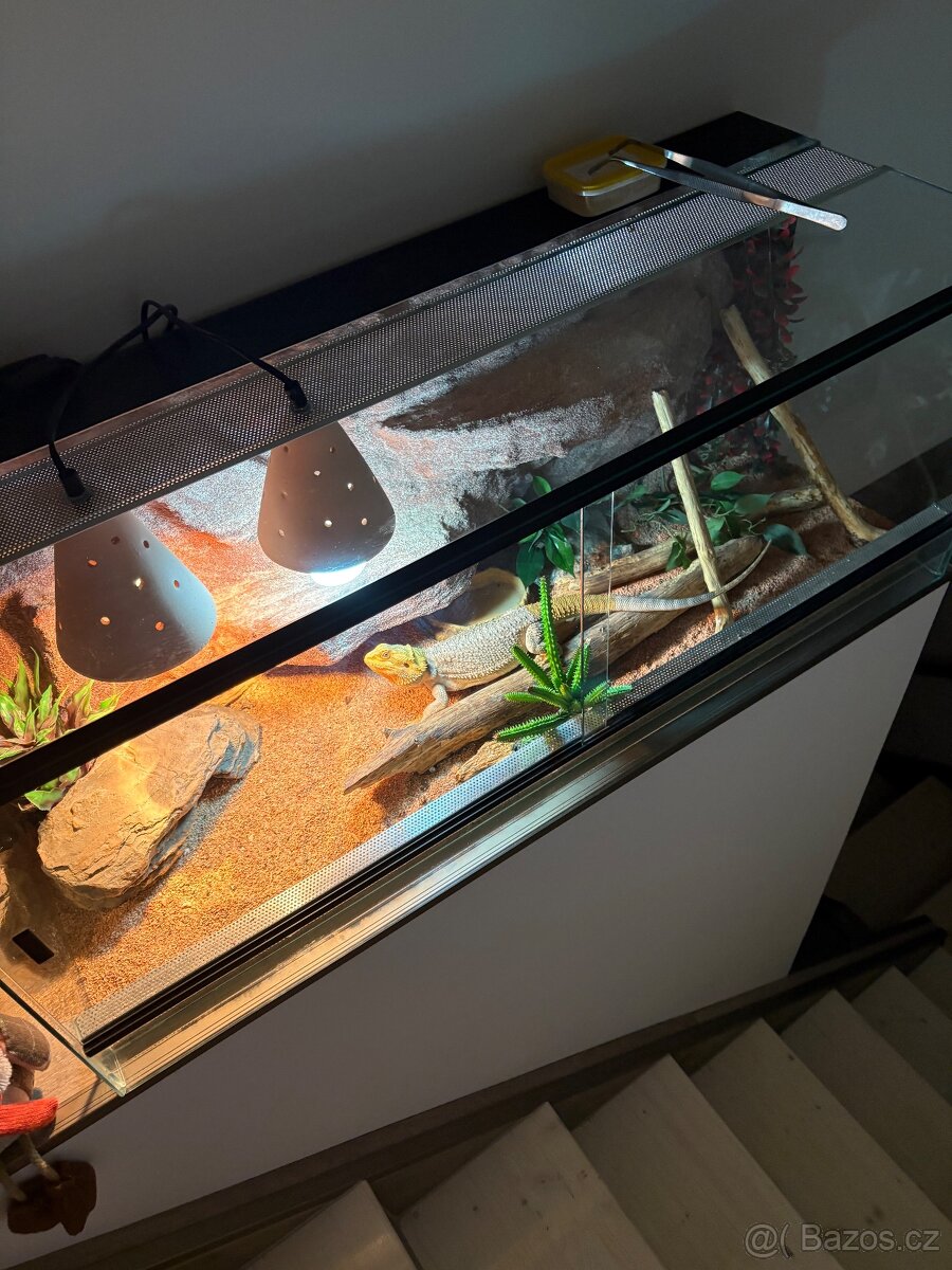 Terarium s agamou - 6
