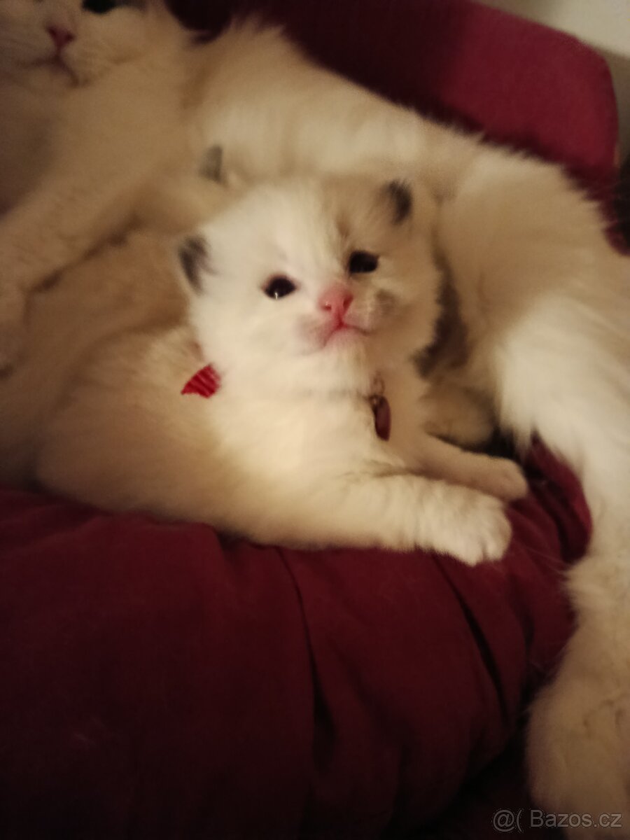 Ragdoll s pp - 6