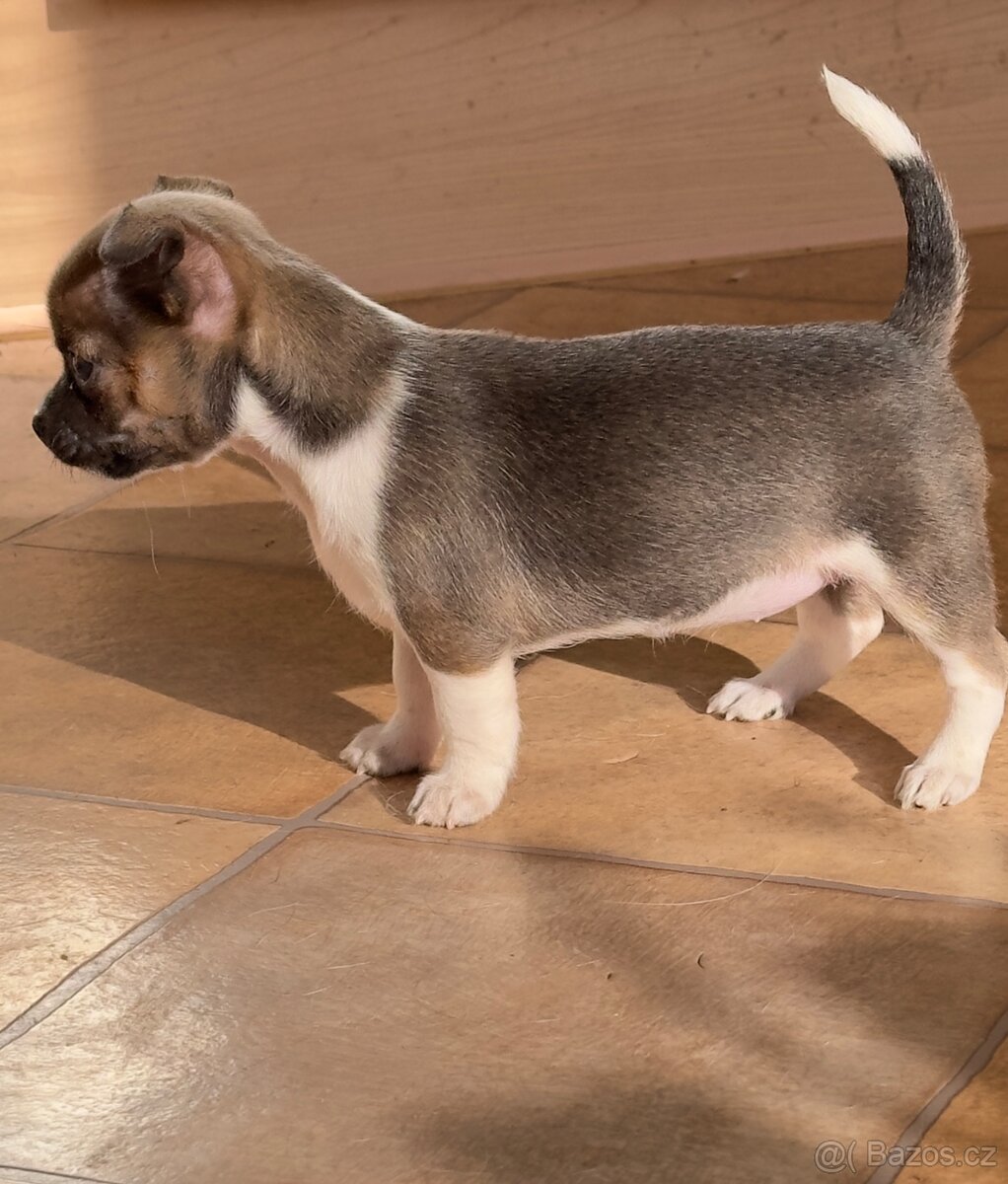 Krátkosrstá čivava - 6