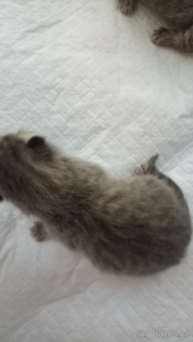 Britská kočička s PP - 6