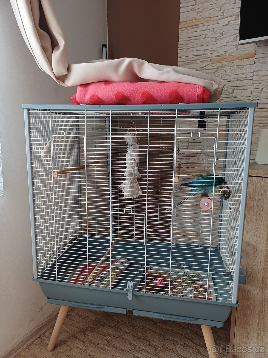 Pyrura zelenolici tyrkys - 6