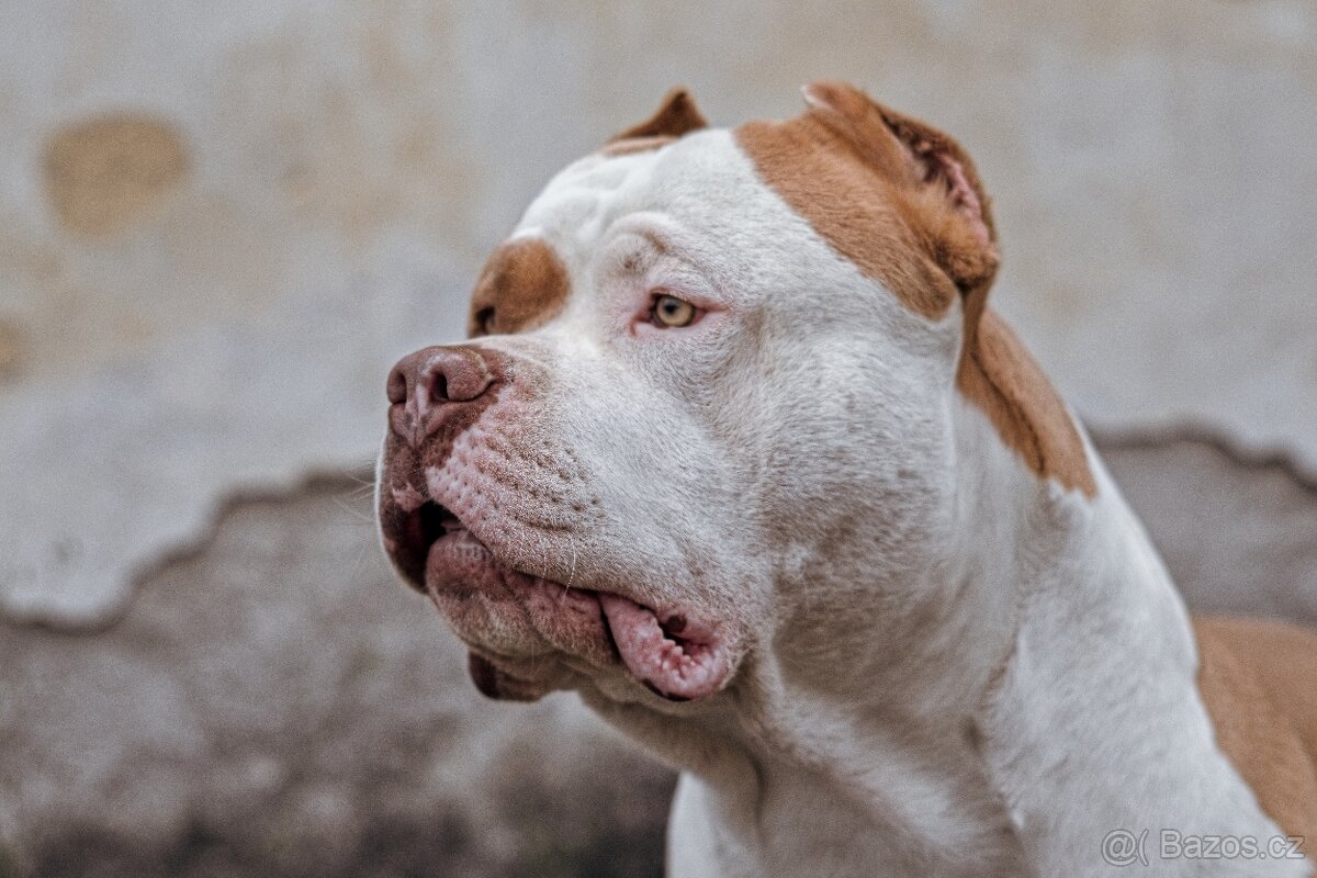 American bully xl - 6