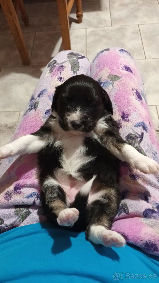 Štěňátka - 6