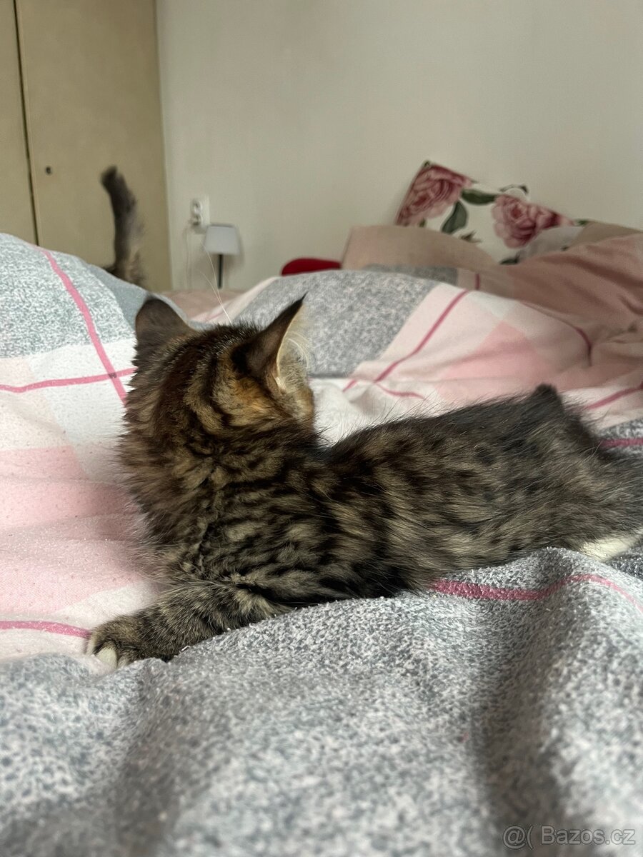 bristká kočička - 6