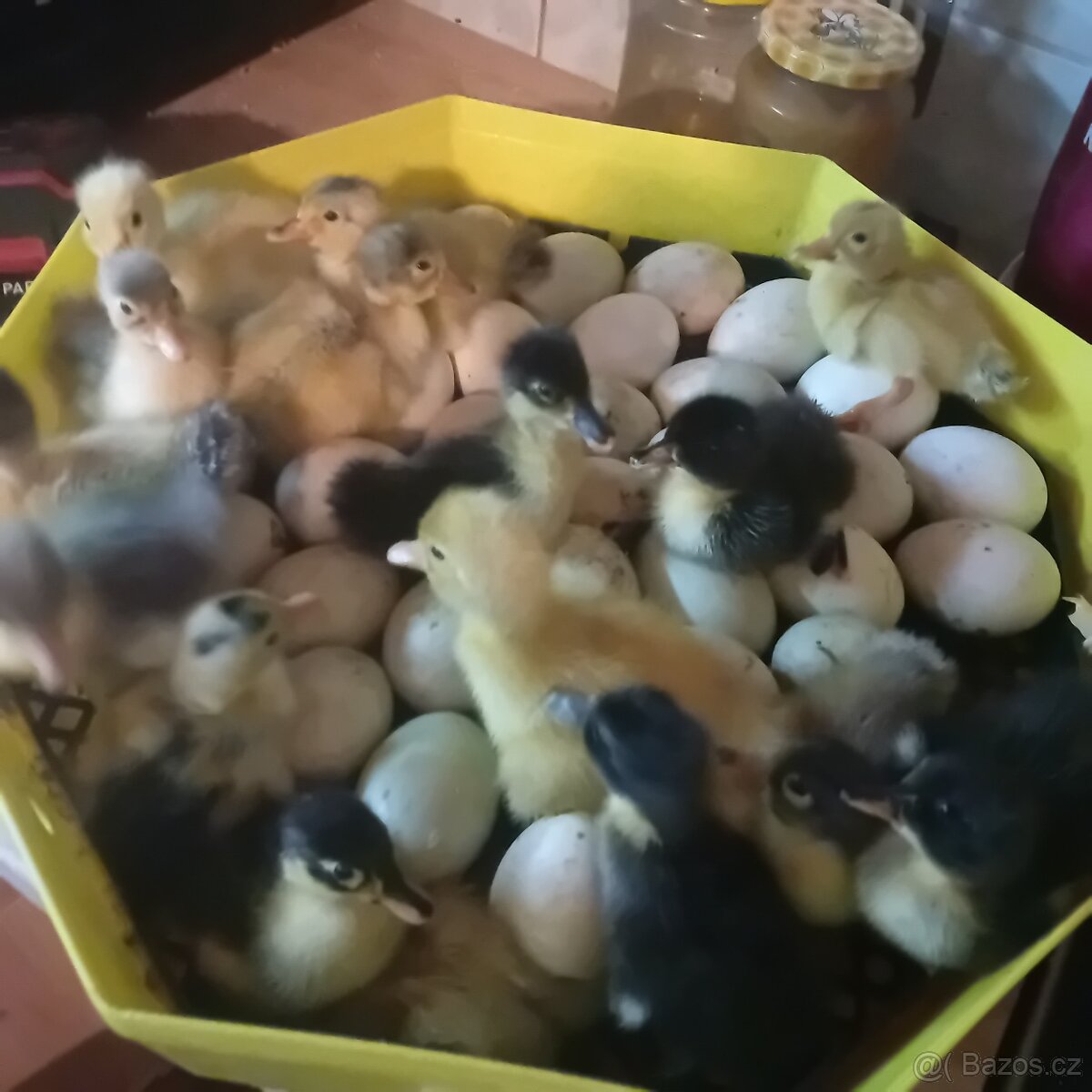 Kachna nasadova vejce - 6