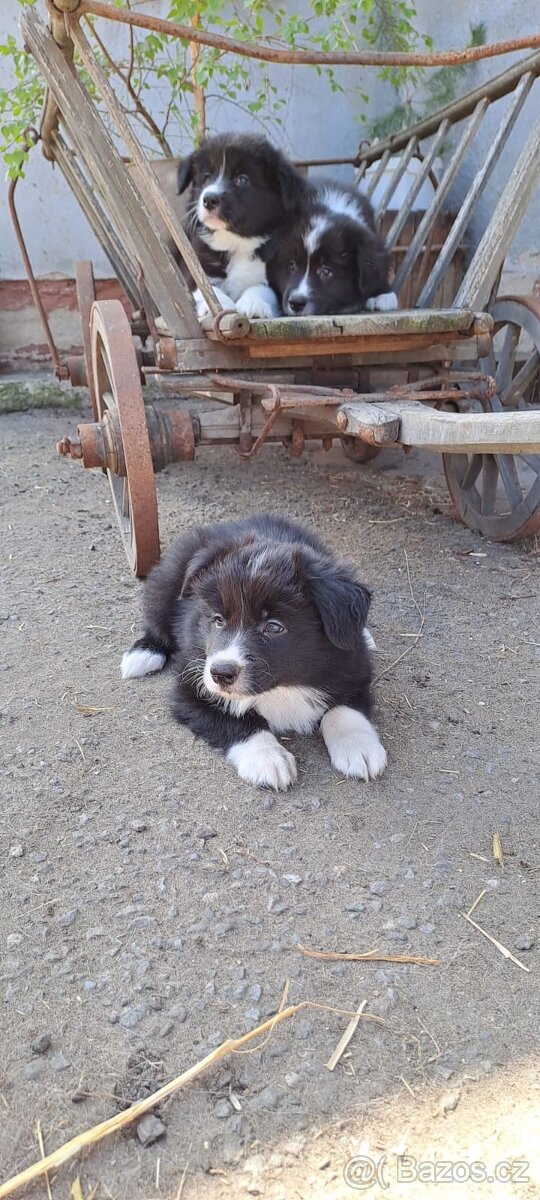 Border kolie - 6