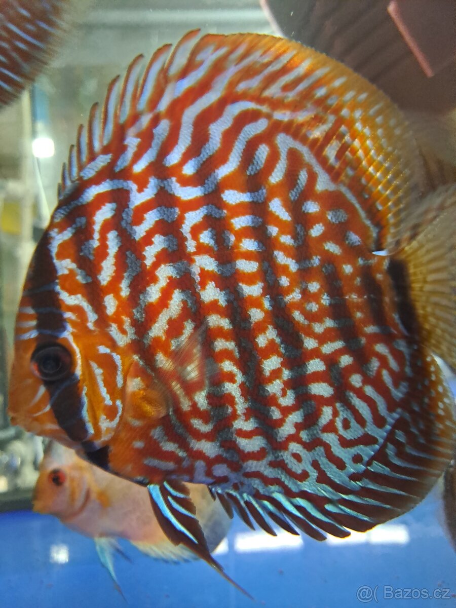 Discus-Terčovec - 6