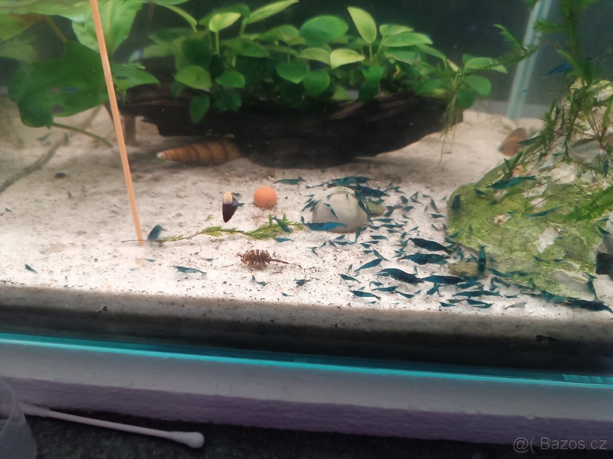 Krevetky Blue dream - 6