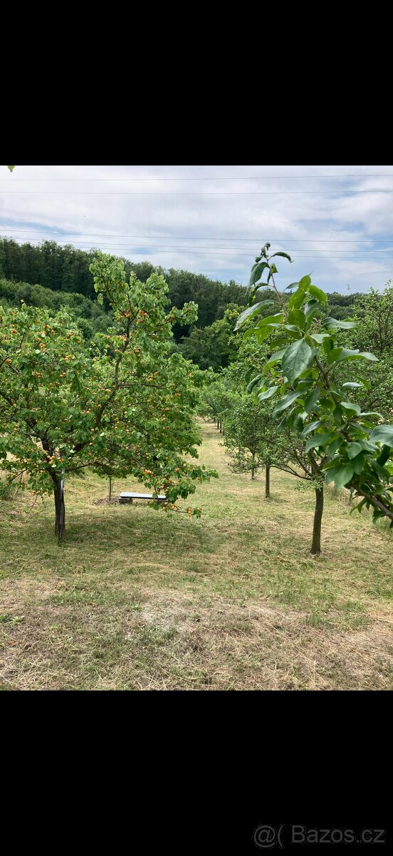 Prodej sadu 1592m2 - 6