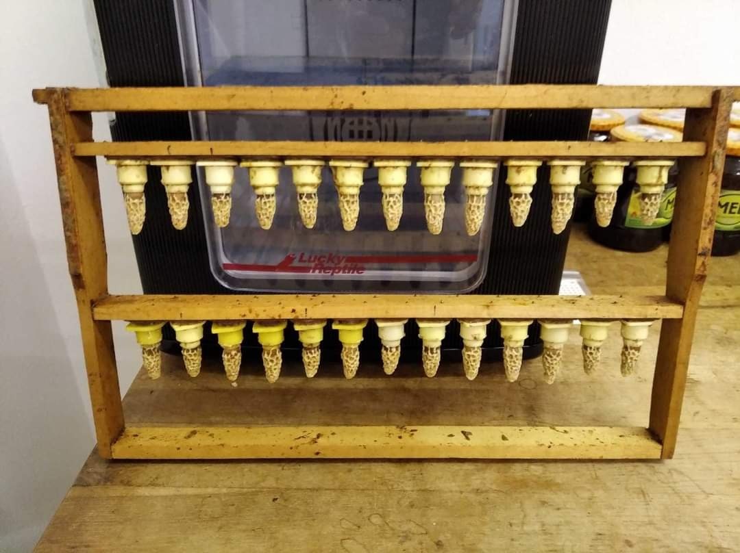 Vyzimované včelí oddělky - 6