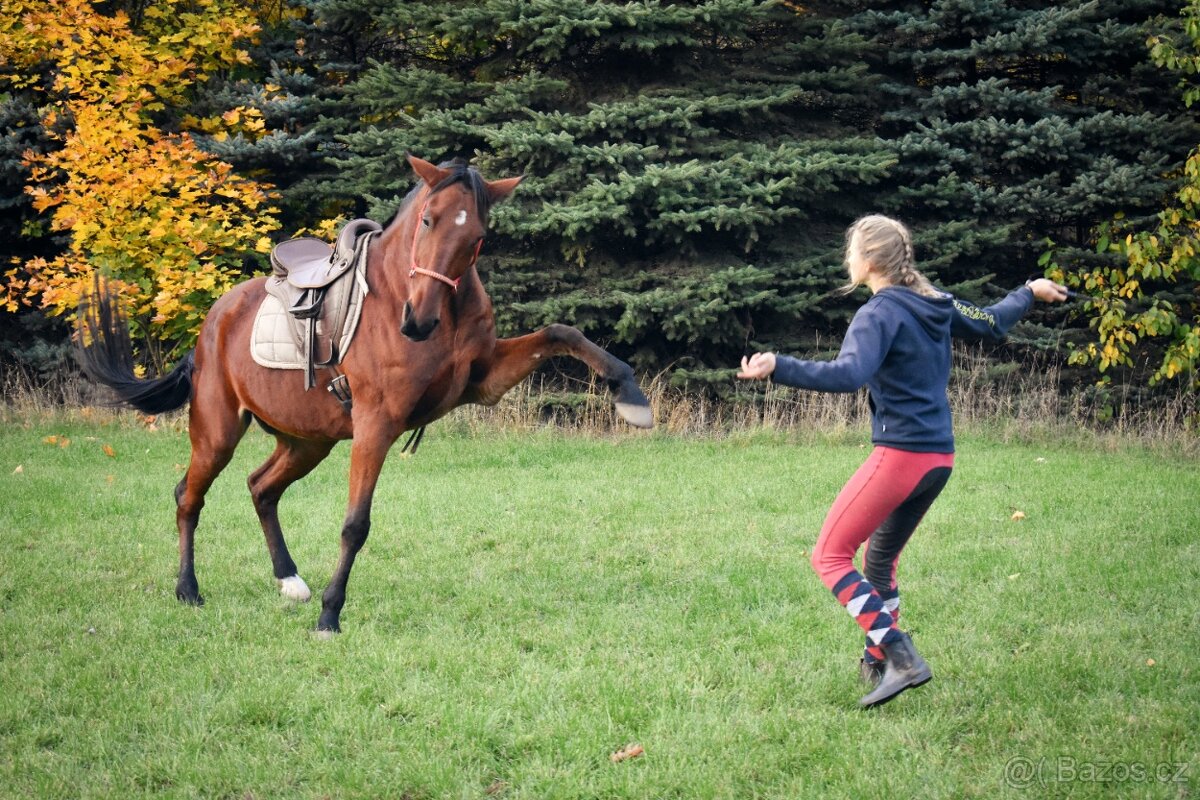 Výcvik koní - 6