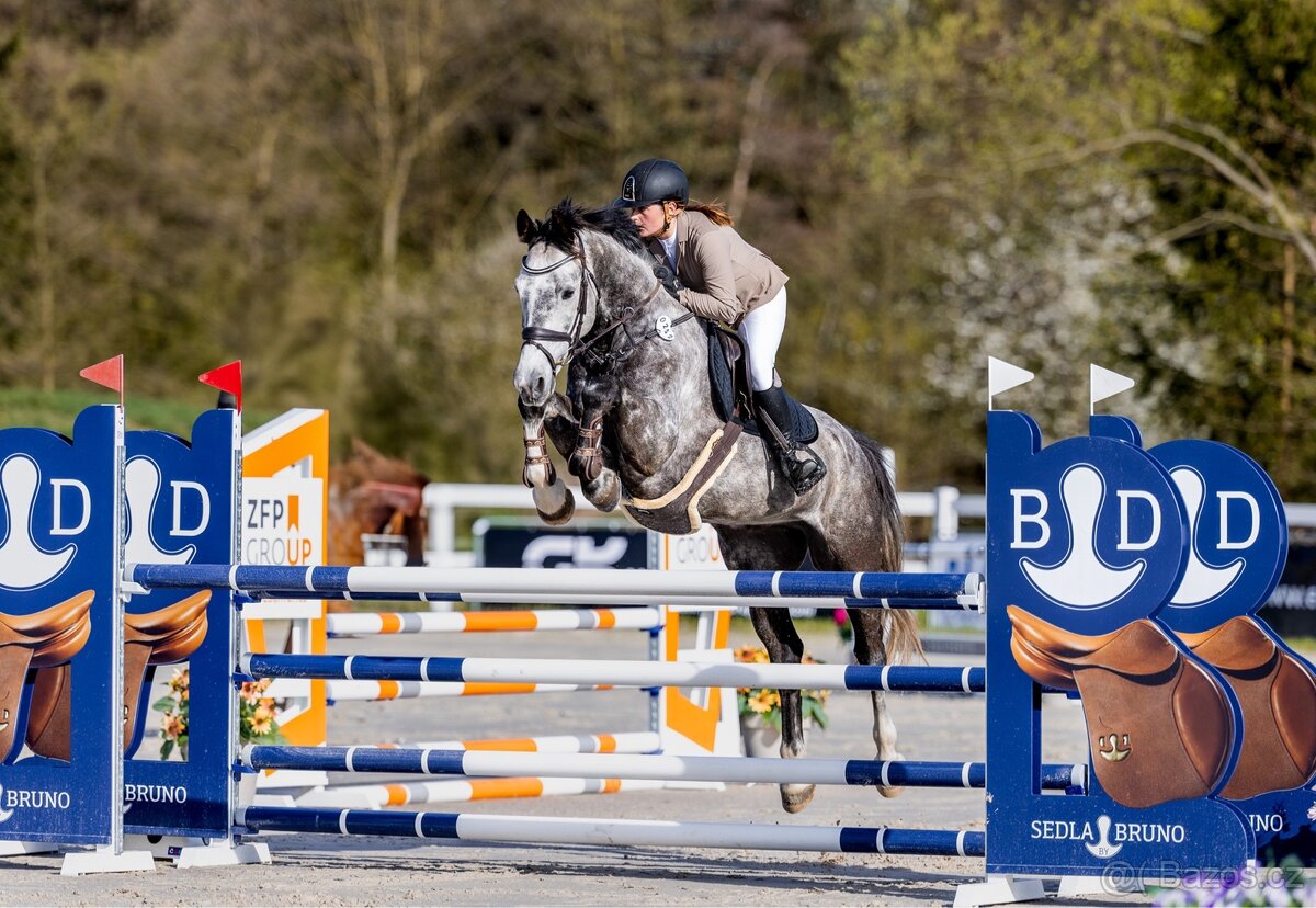 westfálský valach - 6